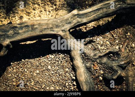 détails abstraits sur l'arrière-plan de la nature sur les racines de pin Banque D'Images