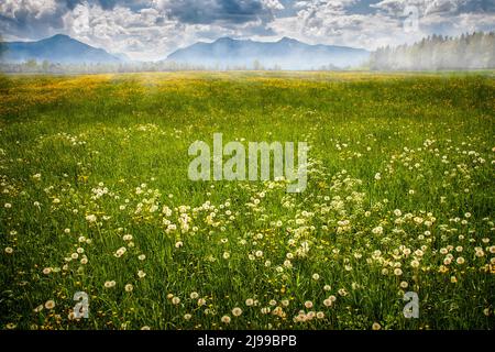 DE -BAVIÈRE: Printemps dans le Loisach Moor près de Bichl, Oberbayern Allemagne Banque D'Images