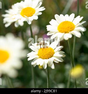 Abeille sur une Susanna Mitchell Marguerite Daisy (Anthemis) Banque D'Images