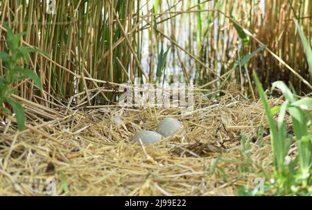 Les oeufs laissés dans le nid d'un cygne après le reste de l'embrayage ont éclos et sont partis. Banque D'Images