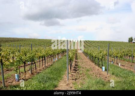 Colline de vignobles en pente douce, Herxheim am berg, Allemagne. Banque D'Images