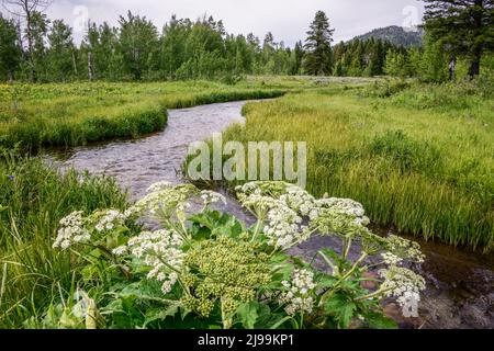 Pittoresque Icehouse Creek, Centennial Mountains, Island Park, comté de Fremont, Idaho, ÉTATS-UNIS Banque D'Images