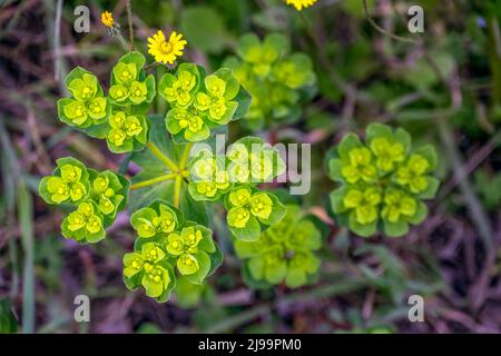Euphorbia helioscopia L ou le soleil gerbe au printemps Banque D'Images