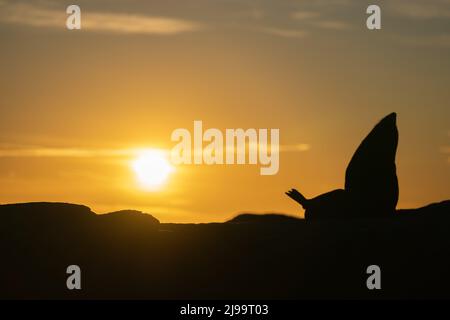 En silhouette, le phoque à fourrure de Nouvelle-Zélande se trouve à la tête du ciel tout en étant allongé sur le rocher au coucher du soleil doré, Kaikoura, Nouvelle-Zélande. Banque D'Images