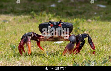 Crabe des Caraïbes, Cayo Coco, Cuba Banque D'Images