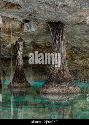 Racines d'arbres dans Cenote Chikin Ha, Riviera Maya, Playa del Carmen, Mexique Banque D'Images