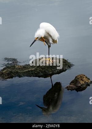 Egret de neige (Egretta Thula), alias le Héron blanc, Playa del Carmen, Riviera Maya, Mexique Banque D'Images