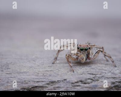 mignonne araignée sautant plexippus petersi sur le bois Banque D'Images