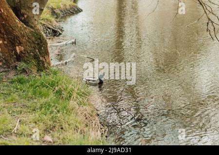 Un canard sauvage nage dans un lac près de la rive au printemps dans l'eau sombre. Banque D'Images