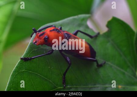 Un coléoptère de longhorn se nourrissant de la feuille de gloire du matin. Euryphagus maxillosus. Banque D'Images