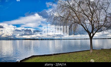 Arbre surplombant l'eau et reflets du lac Mulwala en Nouvelle-Galles du Sud Banque D'Images