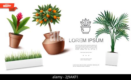 Modèle de plantes de maison réaliste avec des feuilles de palmier vert de fleur de gingembre rouge herbe arbre kumquat dans différentes illustrations vectorielles de pots de fleurs Illustration de Vecteur