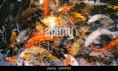 Alimentation à beaucoup de poissons koï à la main dans les grands étangs de poissons Banque D'Images