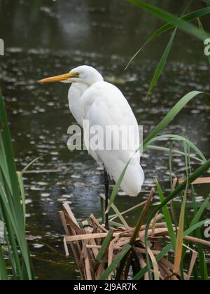 Oiseau, Un magnifique Grand Egret de l'est ou Héron blanc debout sur quelques roseaux dans l'eau du lac sur une jambe noire, Australie Banque D'Images