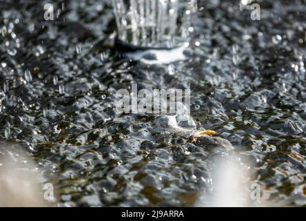 une mouche à mort flotte dans l'eau turbulente sous une fontaine d'eau de jardin Banque D'Images