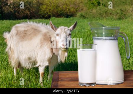 lait en verre et pot sur la table avec chèvre sur le fond Banque D'Images
