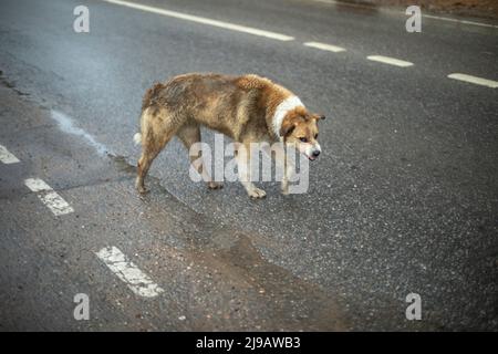 Chien en colère dans la rue. Chien sans abri sur la route. Animal de compagnie sans propriétaire. Agression animale. Banque D'Images