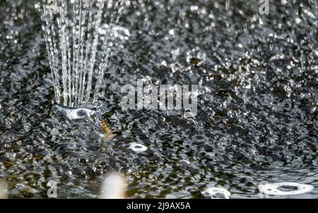 une mouche à mort flotte dans l'eau turbulente sous une fontaine d'eau de jardin Banque D'Images