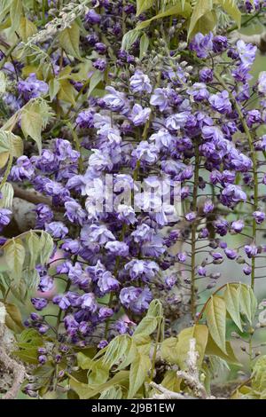 Wisteria floribunda Yae-kokuryu Japanese Wisteria parfumée aux fleurs bleues violettes Banque D'Images