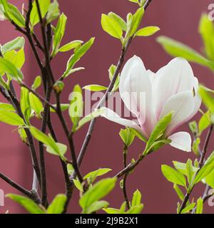 fleurs de magnolia au printemps. fleurs roses tendres baignant au soleil. temps chaud d'avril. Magnolia en fleurs au printemps, Internet springtim Banque D'Images