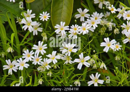 Fleurs blanches - croissance de Stellaria en champ, Caryophillaceae - Stellaria holostea L. fleur Banque D'Images