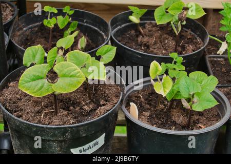 Semis de haricots verts en pots Banque D'Images