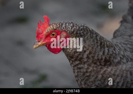 Portrait d'un poulet libre avec un plumage noir et blanc barré (Blauer Sperber). La tête est dans une tache de soleil. Banque D'Images