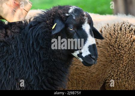 Portrait d'un joli mouton noir avec des marques blanches. Banque D'Images