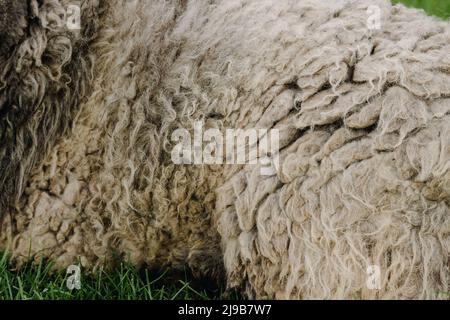 Texture de laine de mouton sur l'herbe. Photo de haute qualité Banque D'Images