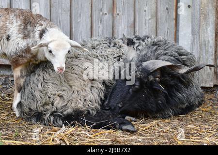 Un mouton noir Hortobagy Racka mâle (Ovis aries strepsiceros Hungaricus) avec de longues cornes en forme de spirale ayant un repos, un mignon agneau venant par. Banque D'Images