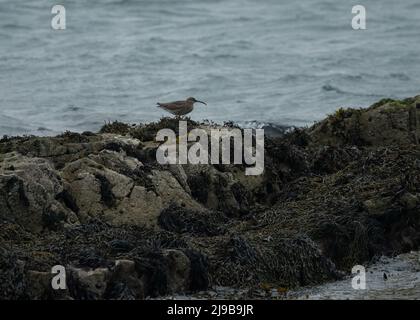 Whimmeril (Numenius phaeopus), reposant sur la roche couverte d'algues, Islay, Hébrides intérieures Banque D'Images