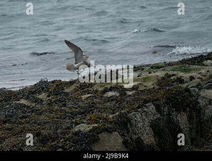 Whimmeril (Numenius phaeopus), reposant sur la roche couverte d'algues, Islay, Hébrides intérieures Banque D'Images