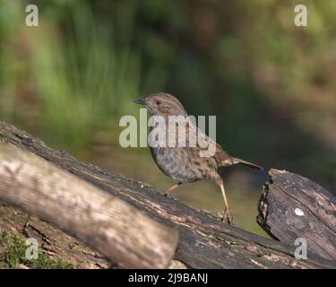 Dunnock aslo, connu sous le nom de Bruant de haies Banque D'Images