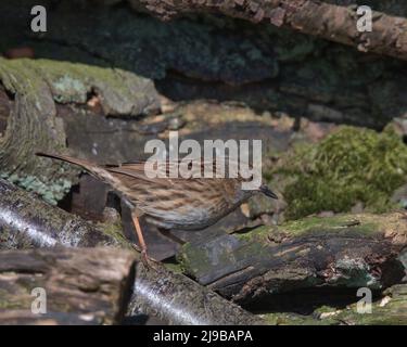 Dunnock aslo, connu sous le nom de Bruant de haies Banque D'Images