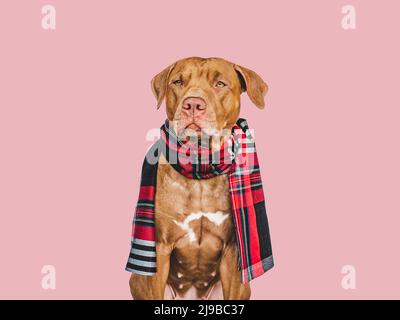 Adorable chien marron. Concept de soins pour animaux Banque D'Images