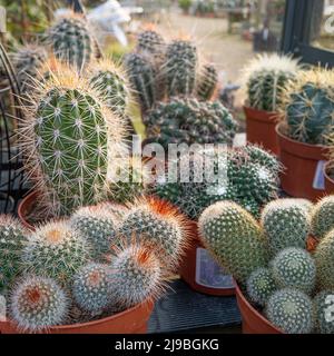 Assortiment de cactus dans une serre. Banque D'Images