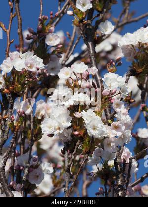 Gros plan de la fleur rose pâle et blanche et des bourgeons sur les branches d'un Prunus Serrulata mature, Amanogawa, cerisier japonais ornemental. Banque D'Images