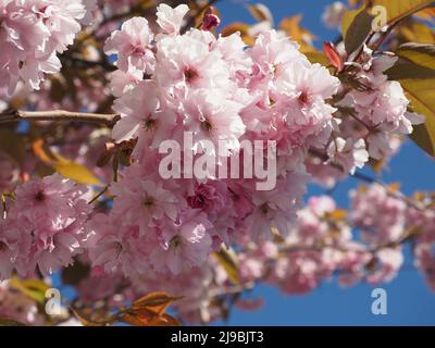Gros plan sur la fleur d'un cerisier japonais fleuri ornemental mature. Les fleurs rose pâle et les feuilles de bronze contre le ciel bleu. Banque D'Images