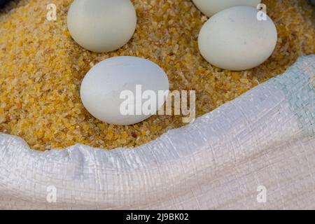Equateur, Quito, Otavalo, marché agricole. Oeufs secs de maïs craquelés. Banque D'Images