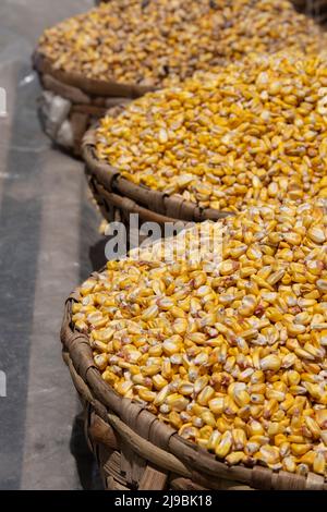 Equateur, Quito, Otavalo, marché agricole. Maïs sec. Banque D'Images