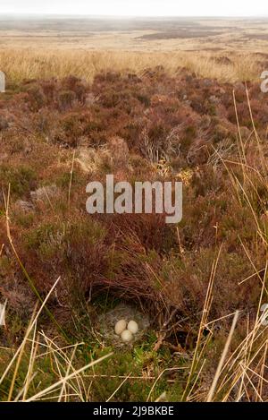 La bernache des graylags nichent dans les landes ouvertes, les îles Orcades Banque D'Images