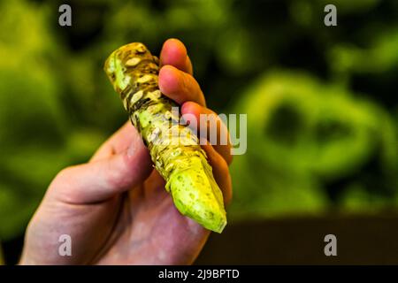 La tige de wasabi pelée est prête à râper à Reykjavík, en Islande Banque D'Images