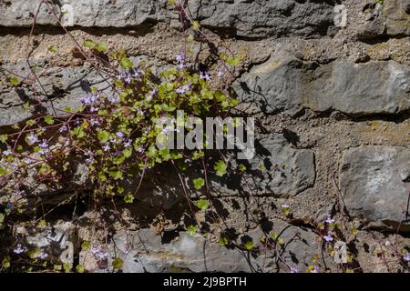 Cymbalaria muralis croissant sur un mur de pierre naturelle, les noms communs sont aussi Coliseum Ivy, pennywort, Kenilworth Ivy ou Zimbelkraut Banque D'Images