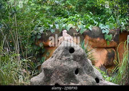 Meerkat (Suricata suricata) ou suricate est une petite bernache que l'on trouve en Afrique australe. Elle se caractérise par une tête large, de grands yeux, un musou pointu Banque D'Images