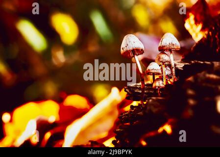 Un groupe ou une troupe de champignons Bonnet, Mycena galericulata, se fixe sur le sol de la forêt automnale avec des feuilles de couleur automnale. Banque D'Images