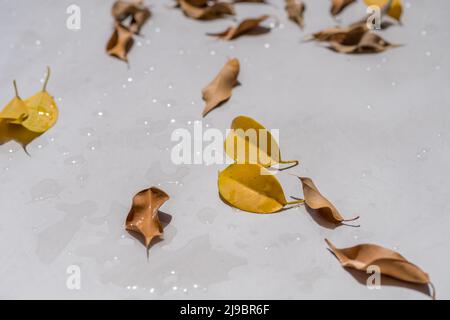 plancher de ciment imperméable, chaussée de béton, revêtement de ciment mouillé avec des gouttes d'eau et des feuilles d'arbres tombés. revêtement de sol de ciment décoratif extérieur au jardin. Banque D'Images