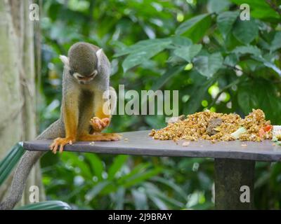 Singe écureuil mangeant de la nourriture. Les singes écureuils sont des singes du Nouveau monde du genre Saimiri. Le saimiri est le seul genre de la sous-famille des Saimirinae. Banque D'Images