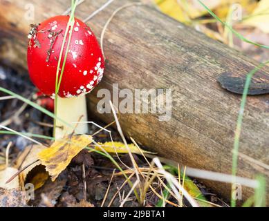 Le champignon rouge (Amanita) a grandi autour d'un arbre tombé dans la forêt d'automne Banque D'Images