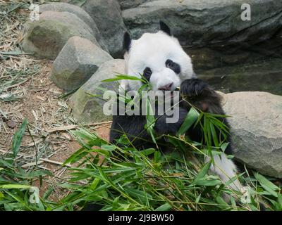 Panda géant mangeant des pousses et des feuilles de bambou. Le panda géant (Ailuropoda melanoleuca) aussi connu sous le nom d'ours panda (ou simplement le panda), est un ours sp Banque D'Images