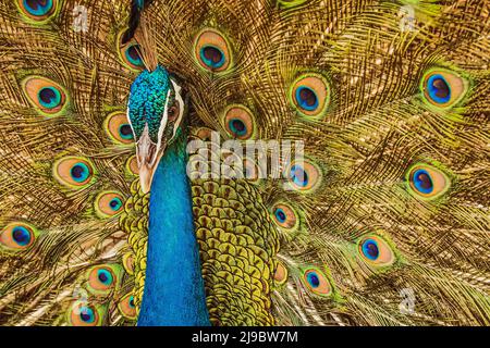 paon indien ou peafhid indien qui se propage des ailes. Étend ses plumes de queue dans sa gloire pour attirer les peahen femelles. Banque D'Images